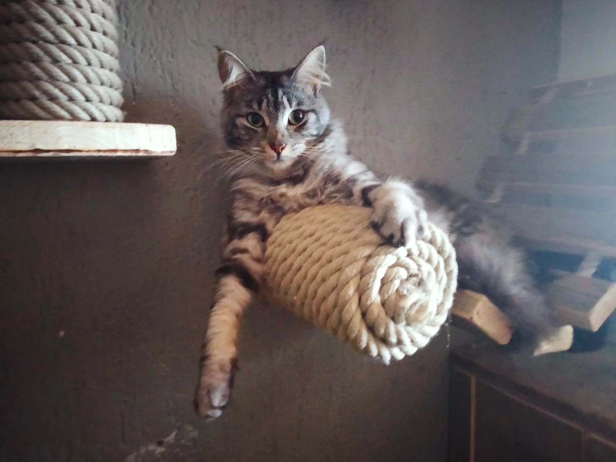 Kat ligt op een krabrol van touw aan de klimwand